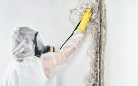 Best Environmental Consulting for Mold Prevention  in Valley Falls, SC